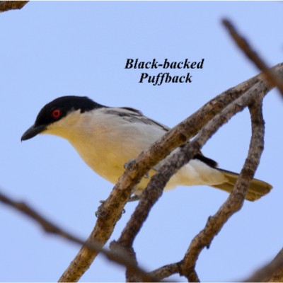 Black-backed Puffback